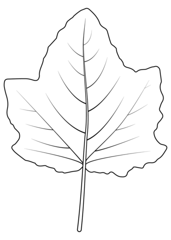 White Poplar Leaf Coloring Page